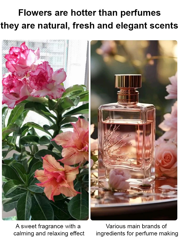 【Blooms in 25 days】Heat-resistant, Sun-resistant, Drought-resistant Desert Rose Bulbs 🔥Can Grow Without Watering